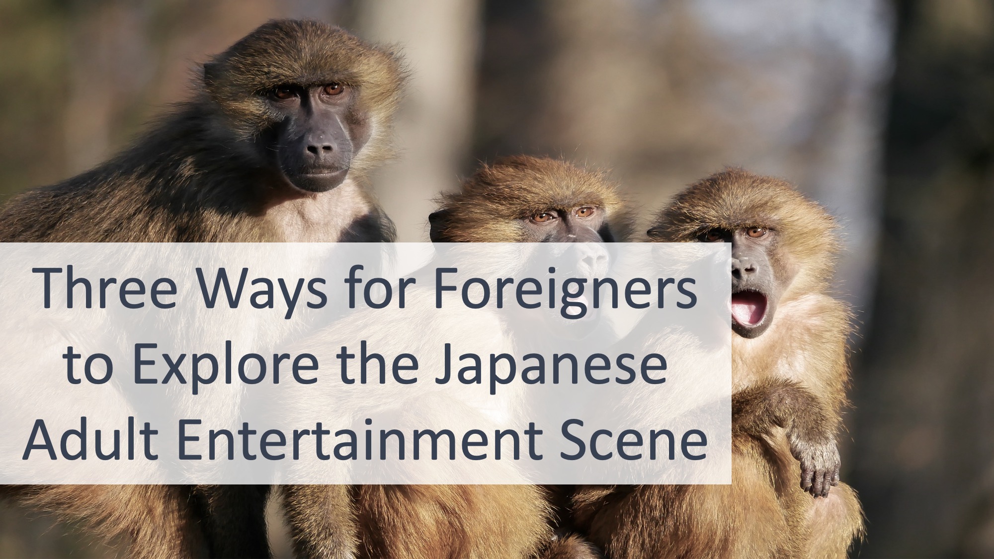Three Ways for Foreigners to Explore the Japanese Adult Entertainment ...